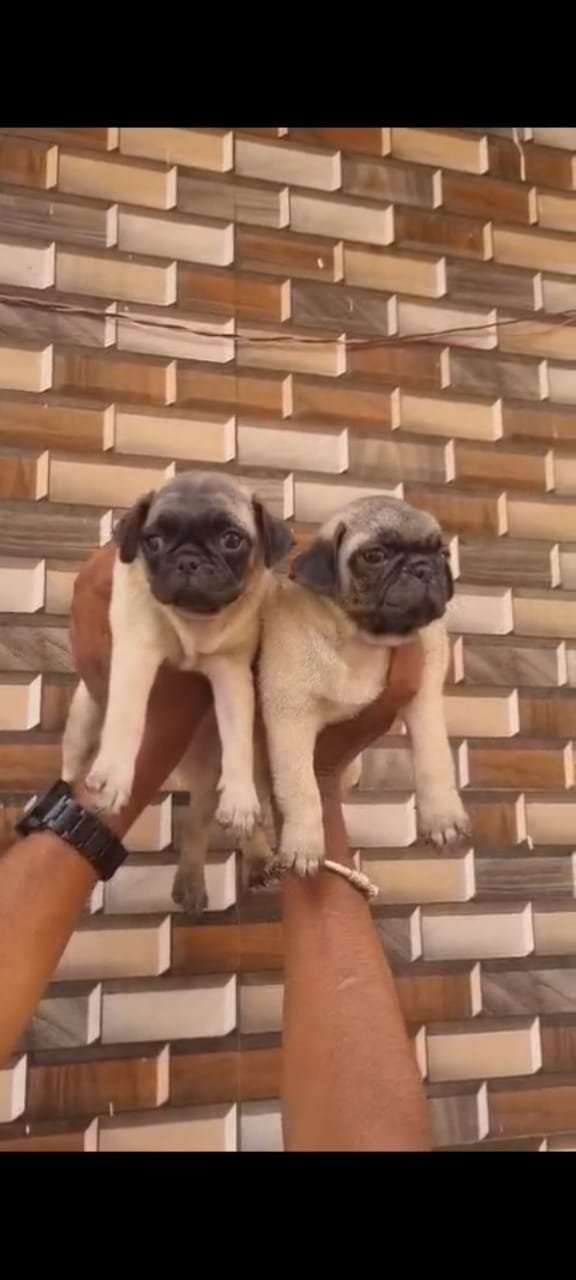 Purchase KCI Registered Pug Puppy from Jaipur